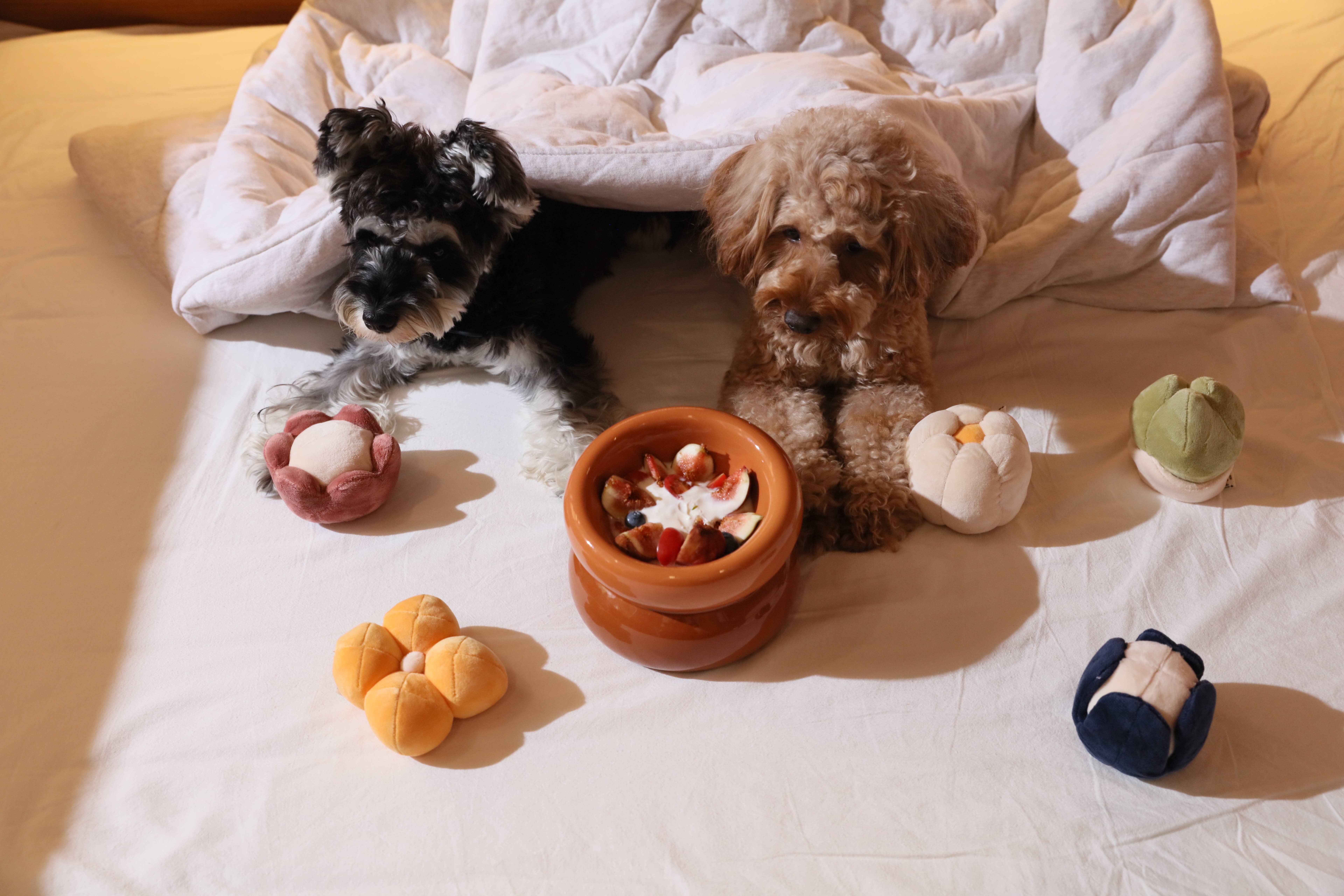 PEHOM - Vente Gamelle – chat et chien - Gamelle Soufflé pour animaux - Vert avocat10