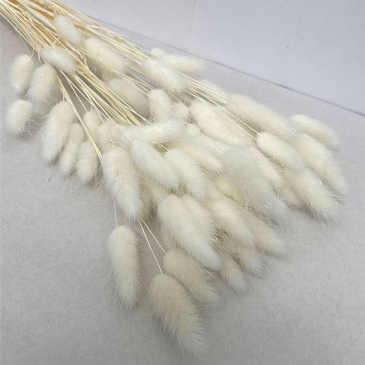 Bunny tails White for wholesale by Lunaria Flowers