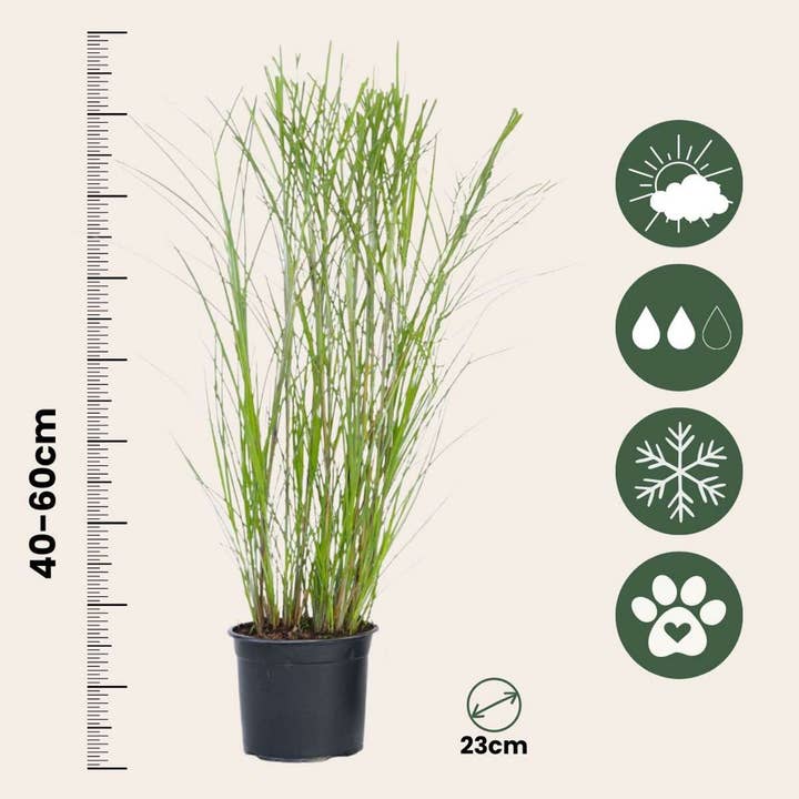 Oasis of Life - Wholesale Live Plant - Chinese Silver Grass Zebrinus – Miscanthus sinensis 'Gracillimus' – Height 40–60cm – Ø23cm – Ornamental grass with elegant growth – Hardy & easy to care for – For garden, bed & container – Non-toxic for animals3