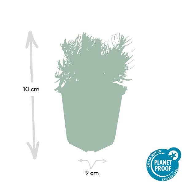 Oasis of Life - Wholesale Live Plant - Lavender Lavandula 'Hidcote' – 20 plants – Abundantly flowering garden lavender – ↕10-25cm – Ø9cm – easy to care for & sunny3