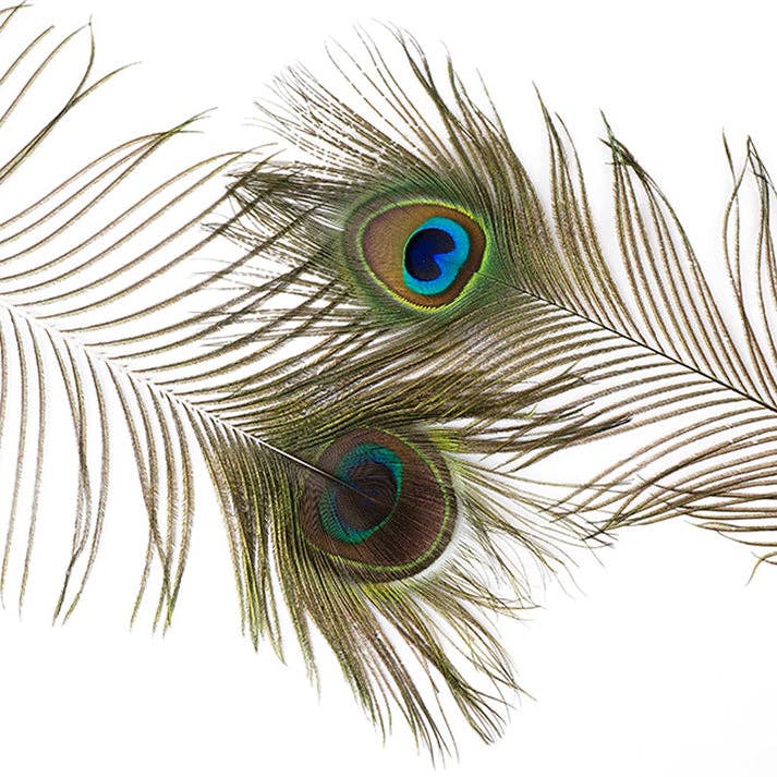 Zucker Feather Products - Wholesale Feathers - Bulk Peacock Tail Eyes Natural 25 to 35 inch3