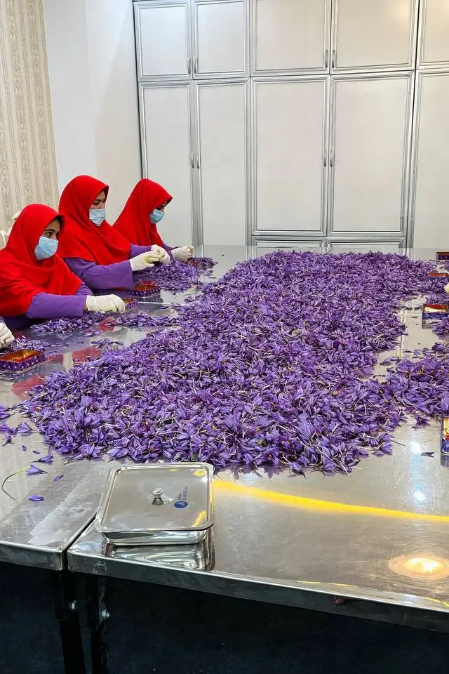 Aseel Buy Good - Wholesale Dried Spice - Afghani Saffron Threads  Premium Quality 10gr3