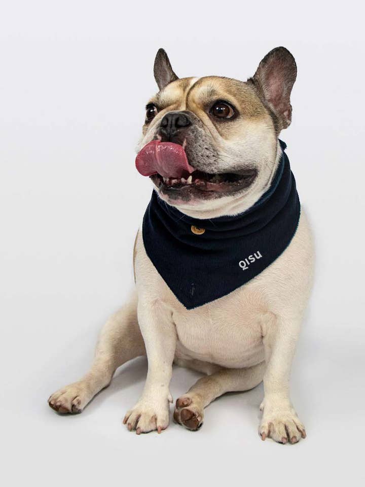 Hundehalstuch | Teddy für den Großhandel von Qisu