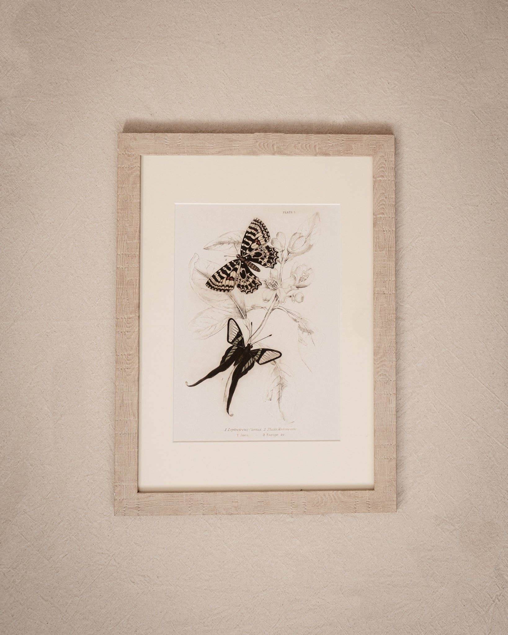 Coultura - Wholesale Gallery Wall Set - Framed Set of Four Vintage Butterfly Art Prints 01 (Sand Frame Collection)5