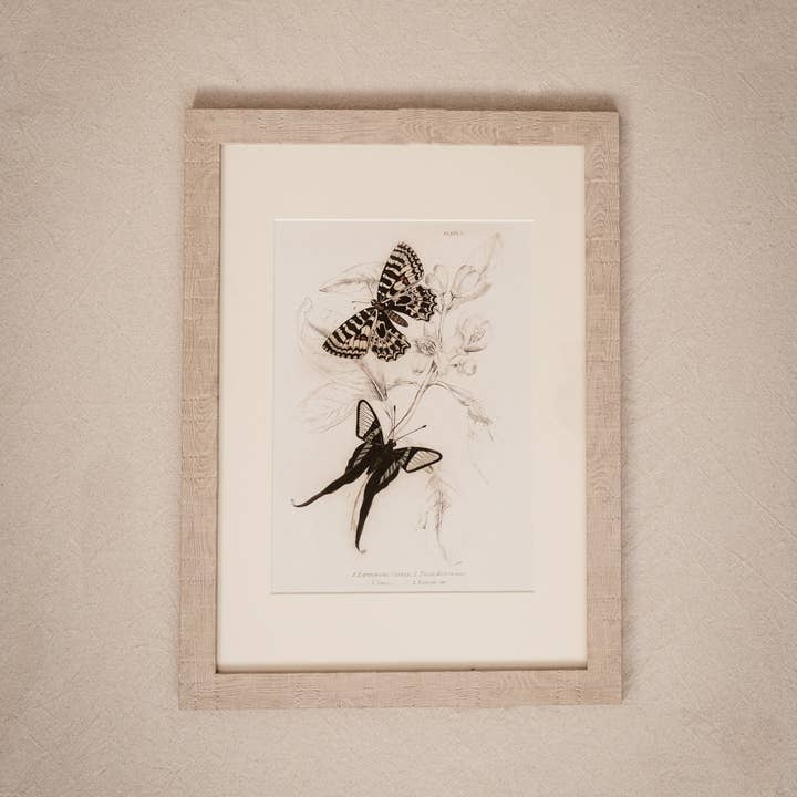 Coultura - Wholesale Gallery Wall Set - Framed Set of Four Vintage Butterfly Art Prints 01 (Sand Frame Collection)5