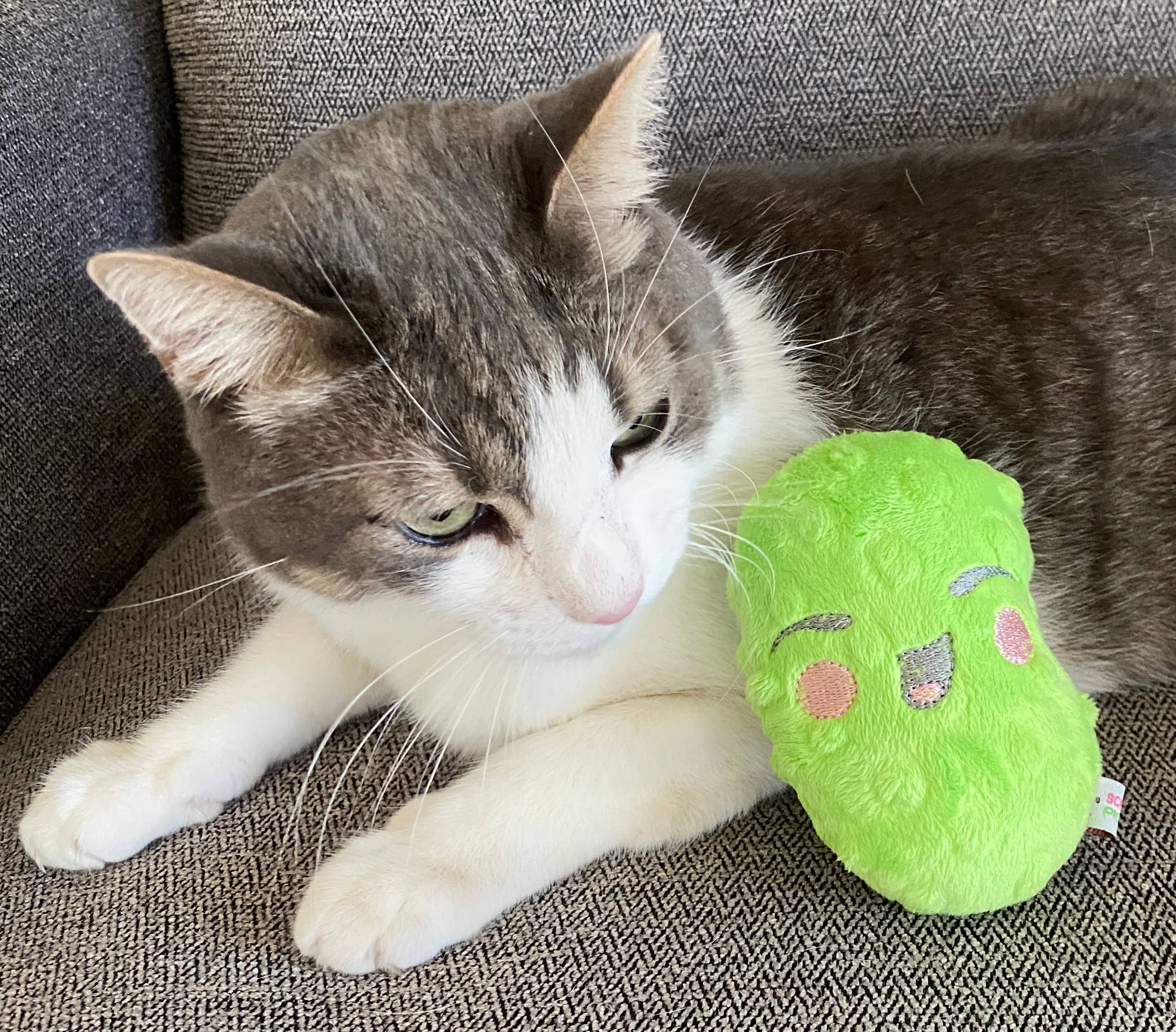 Screaming Pickles - Vente Jouet couineur – chien - Jouets pour animaux de compagnie faits à la main - Catnip/Dog Squeaker Mini Pickle9