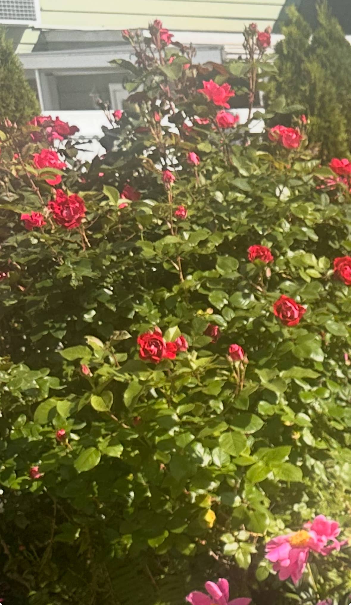 Fiori Essentials&Co - Wholesale Bar Soap - Garden Rose Cold Press bar soap3