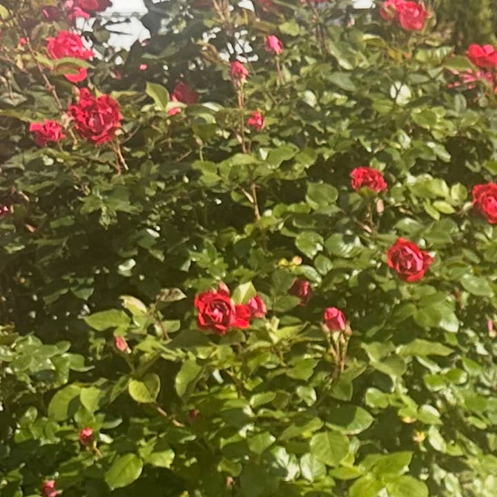 Fiori Essentials&Co - Wholesale Bar Soap - Garden Rose Cold Press bar soap3