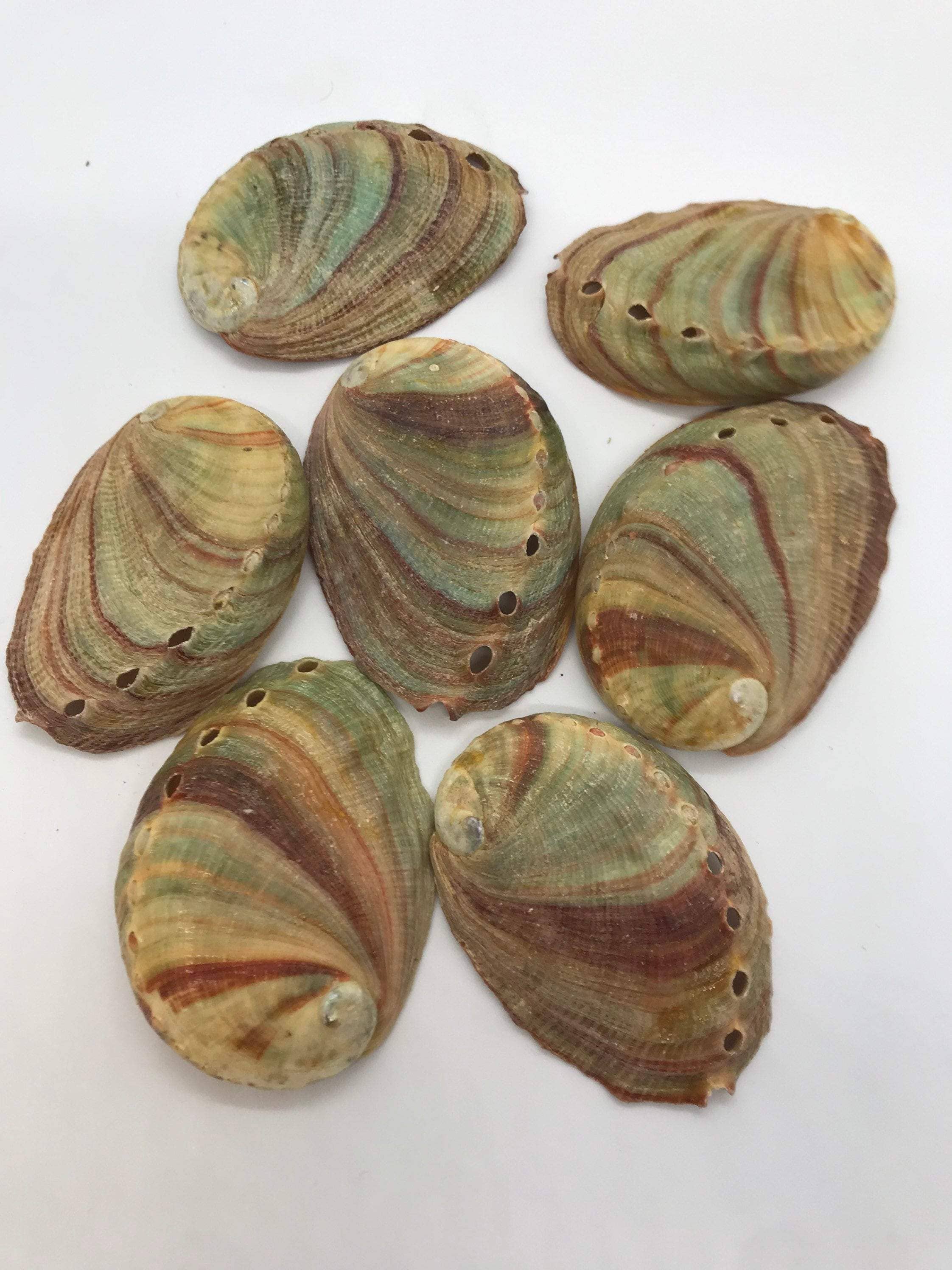 CaNatureLover - Wholesale Incense Holder - Abalone Sea Shell 3" - 3.5" - For Smudging, Burning Sage Sticks, Incense, Crafts, Display etc2