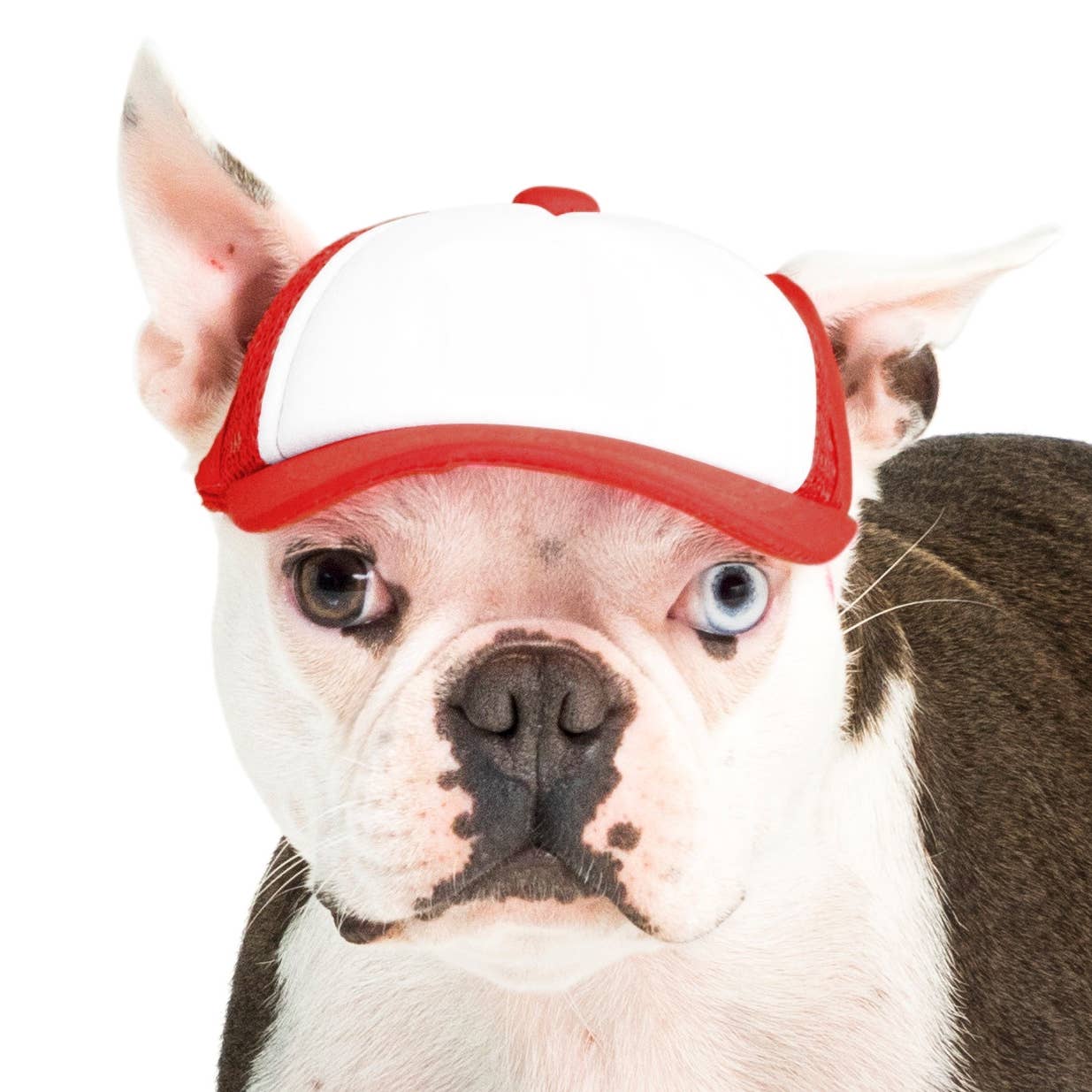 PupLid – wholesale Hatt - Hund – Blank Foam truckerkeps för hundar7