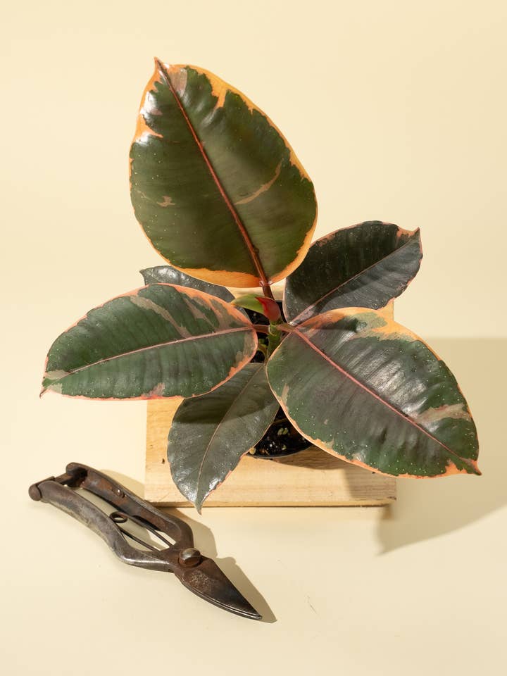 4" Ficus 'Elastica Ruby' for wholesale by BWH Plant Co