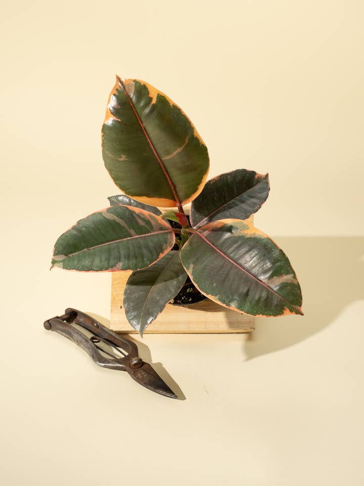 4" Ficus 'Elastica Ruby' for wholesale by BWH Plant Co