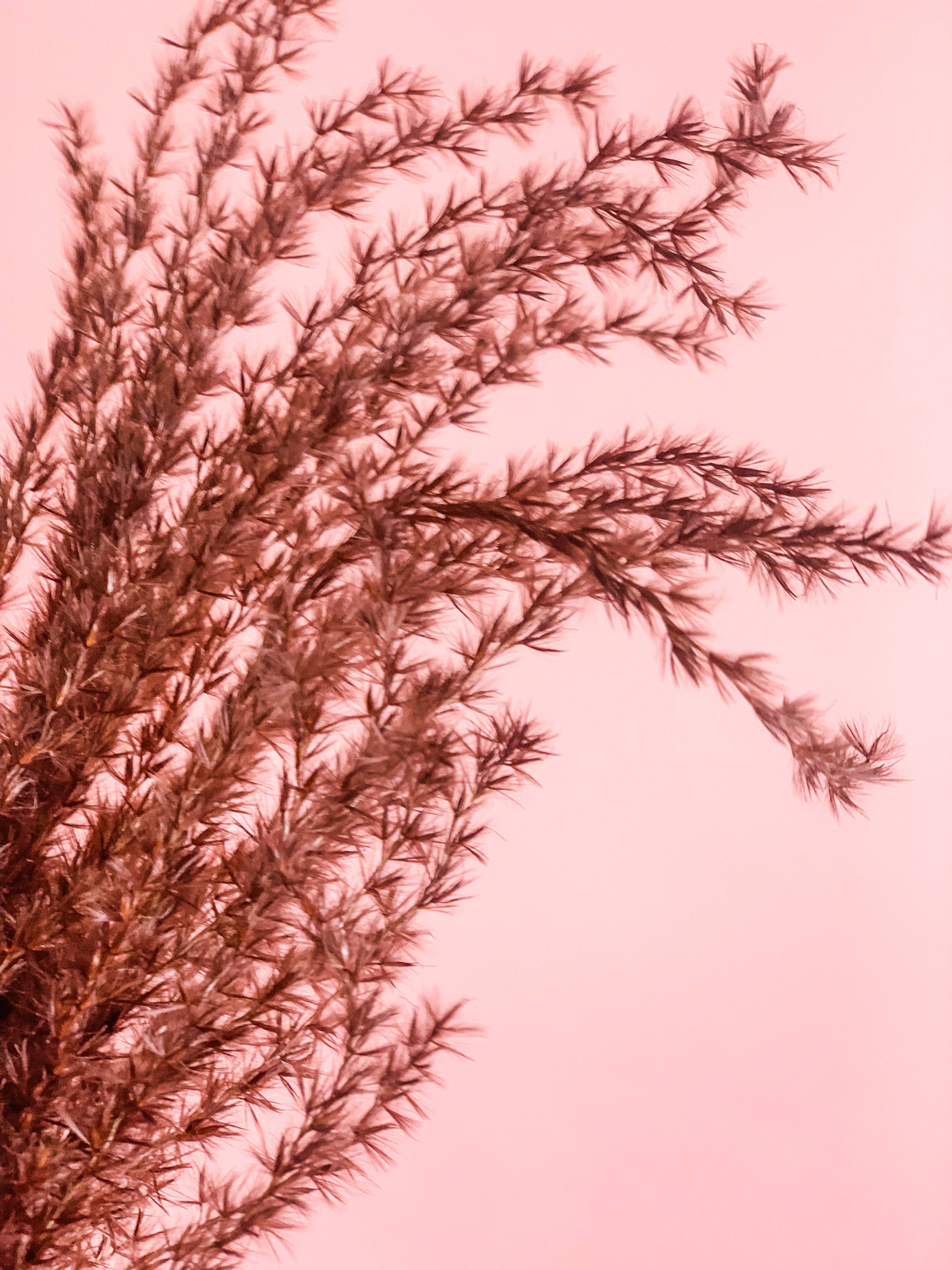 Fleurs Flowers - Wholesale Dried/Pressed Flowers - Miscanthus Grass8