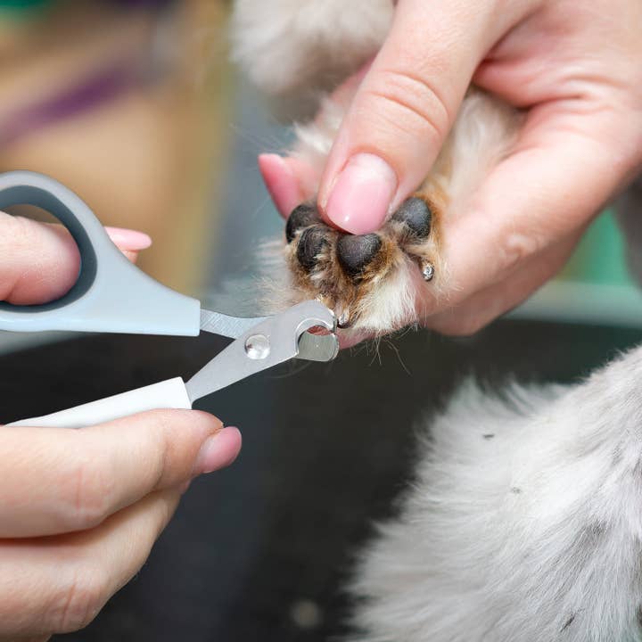 Precious Tails - Wholesale Pet grooming tool – Dog - Ocean Plastic by PT Pet Nail Clipper Grooming Tool19