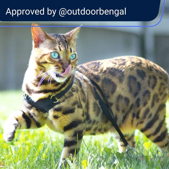 Outdoor Bengal - Wholesale Pet Harness - Cat - Houdiniâ„¢ Cat Harness and Leash - Escape Resistant, Light and Safe