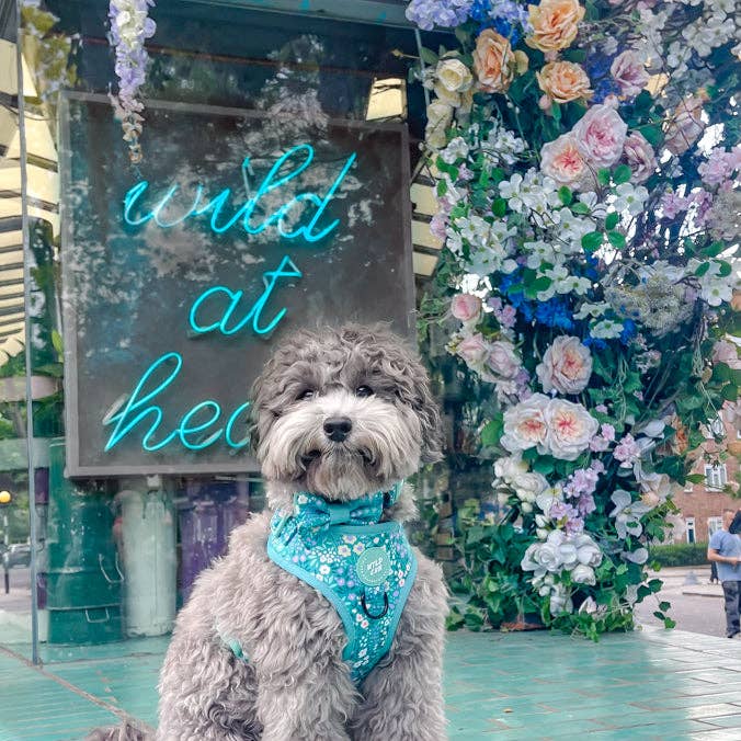 WYLD CUB - Wholesale Pet Harness - Dog - Adjustable Dog Harness: Notting Hill Mint7