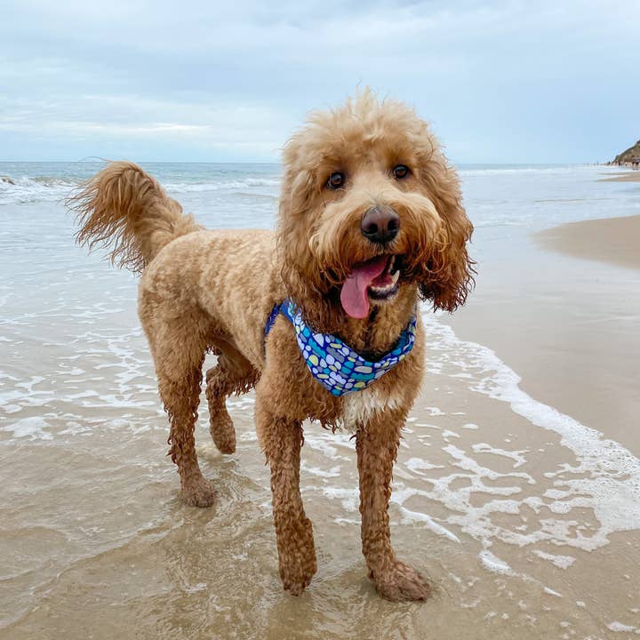 Outback Tails – wholesale Bandana - Hund – Hundbandana - Puli Puli (Blå)