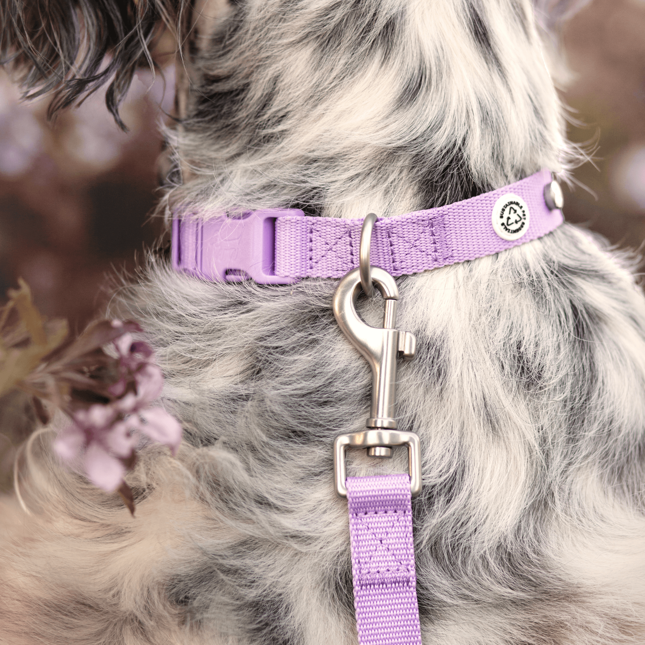 Barkalot - Wholesale Pet Collar - Dog - Lilac Dog Collar2