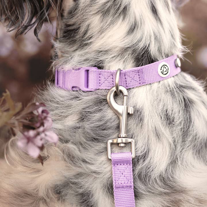 Barkalot - Wholesale Pet Collar - Dog - Lilac Dog Collar2