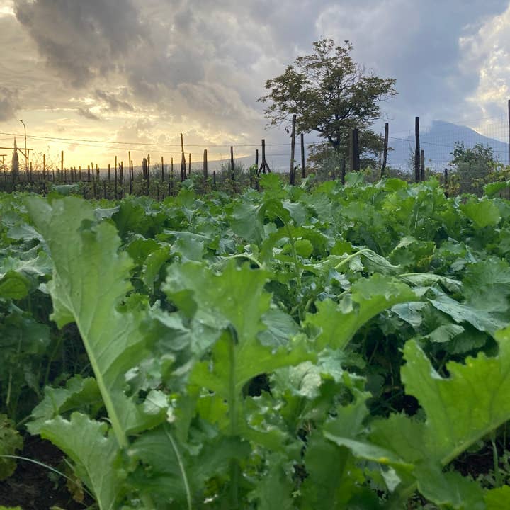 Gustarosso - Vendita all'ingrosso Salse - FRIARIELLI Broccoli Napoletani al Naturale
