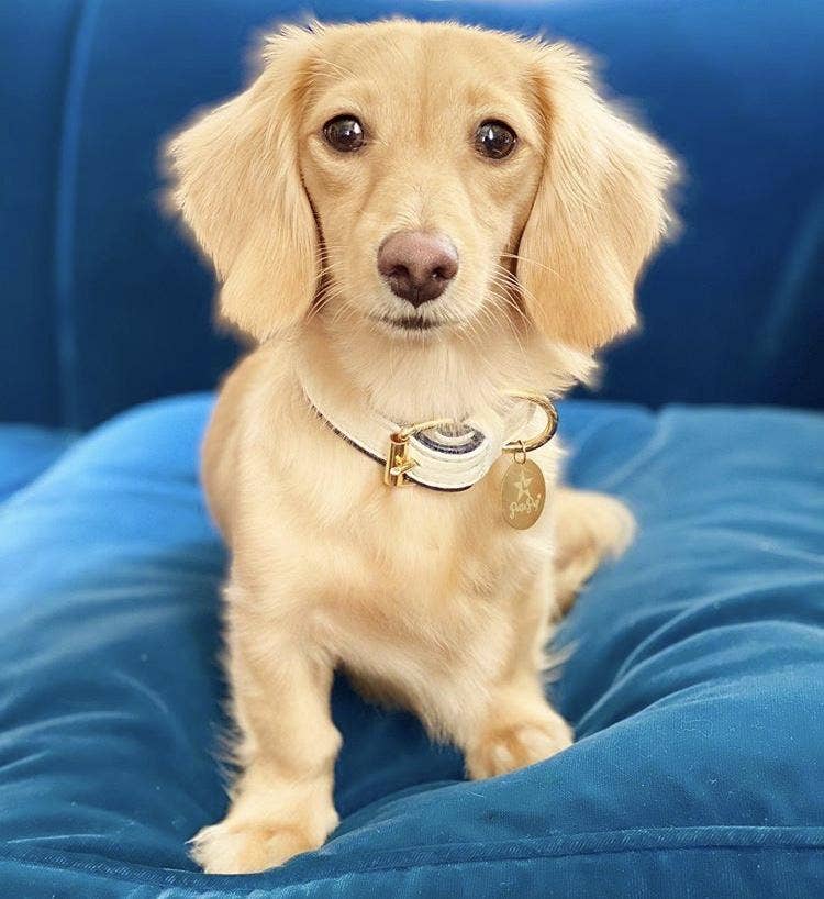 PoisePup – wholesale Halsband - Hund – KRAGE - VARM MARIN3