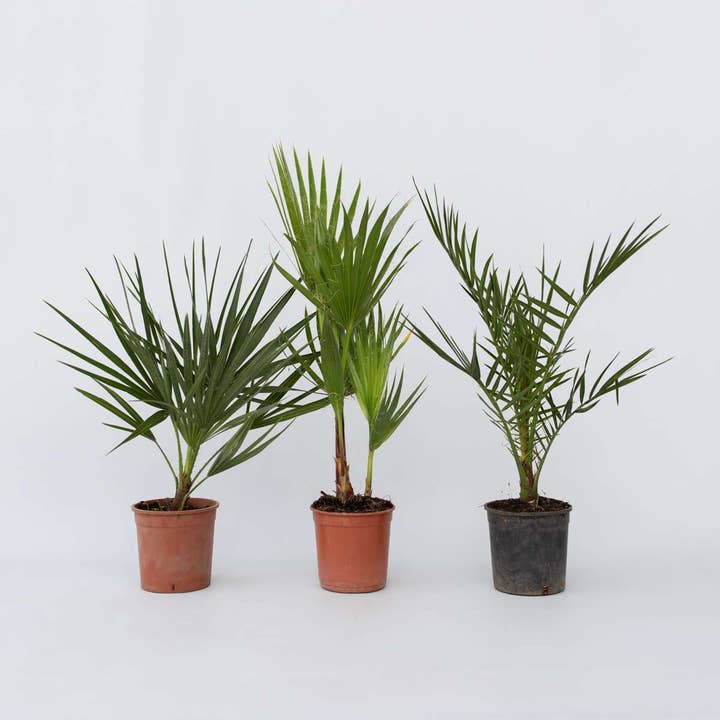 Tuinpalmen – 3 planten – Phoenix Canariensis, Chamaerops Humilis & Washingtonia Robusta – Hoogte 50–70cm – Ø15cm – Winterharde palmenmix voor tuin, terras & balkon voor wholesale door Oasis of Life