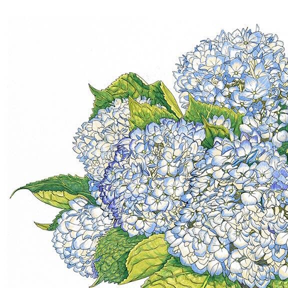 Vivid Cottage - Wholesale Tea Towel - Tea Towel - Blue Hydrangea1