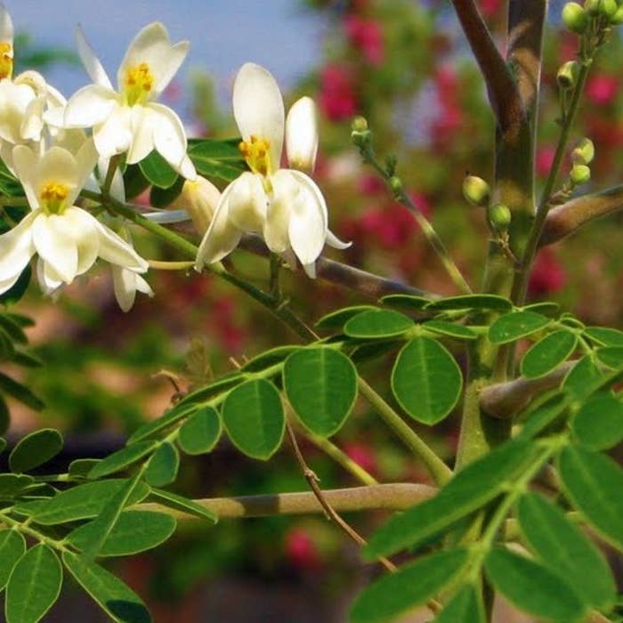 The Rike - Wholesale Plant Seeds - 250 Seeds Moringa Oleifera Seeds for Planting Drumstick Seeds Non-GMO for Sprouting, Planting, Cooking | 100% Natural & Wildcrafted | Non-GMO | for Planting Semillas De Moringa Tree & Culinary Use4