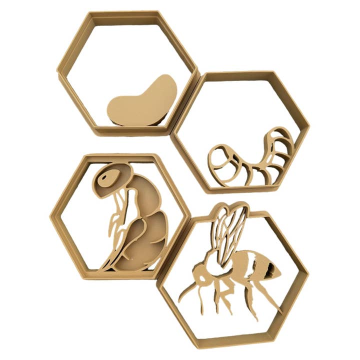 Life Cycle of a Honey Bee for wholesale by CJECOPLAY INC.