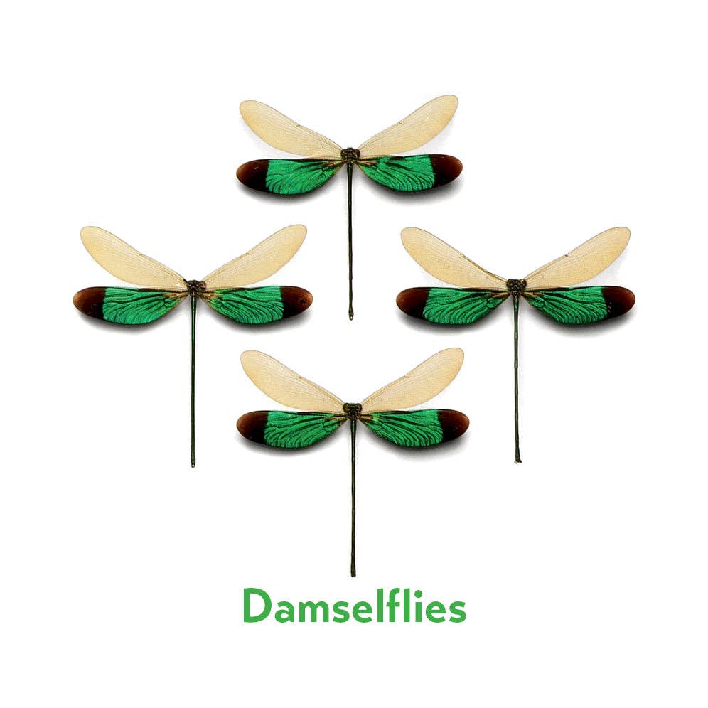 Pomegranate - Wholesale Brain Game - Kids - Christopher Marley’s Incredible Insects Memory Game3