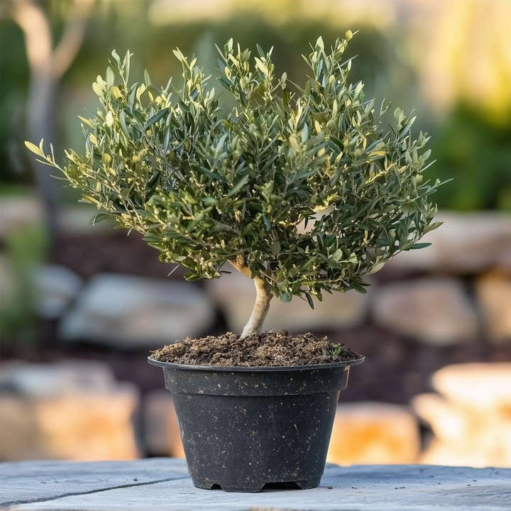 Oasis of Life – wholesale Live plant – Olive Tree – Olea Europaea – Height 30–40cm – Ø21cm – Real Olive Tree in Bonsai Style – Evergreen Mediterranean Plant for Garden, Terrace & Balcony5