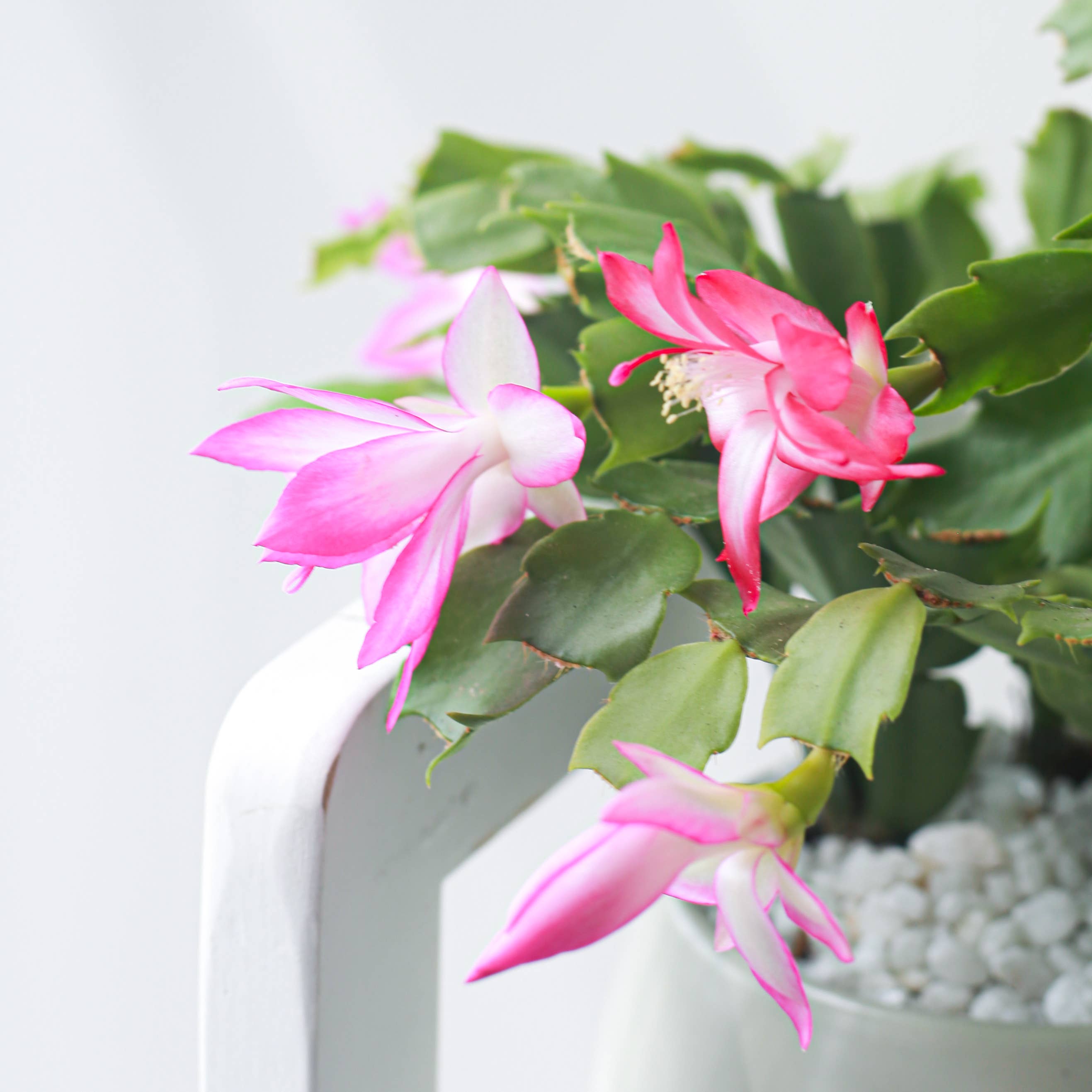 Best Plant Friend - Wholesale Succulent - Christmas Cactus Thanksgiving Cactus -  Succulents 2/4/6in2