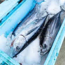 Local Ocean Seafoods - Wholesale Tinned Fish - Oregon Albacore Tuna Cans - Hand-packed Tinned Fish 7 oz can3