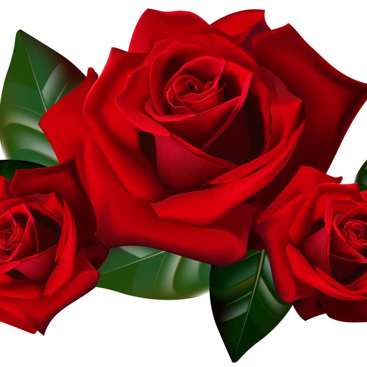 Fragrance Oil -Red Rose for wholesale by Arômes & Évasions