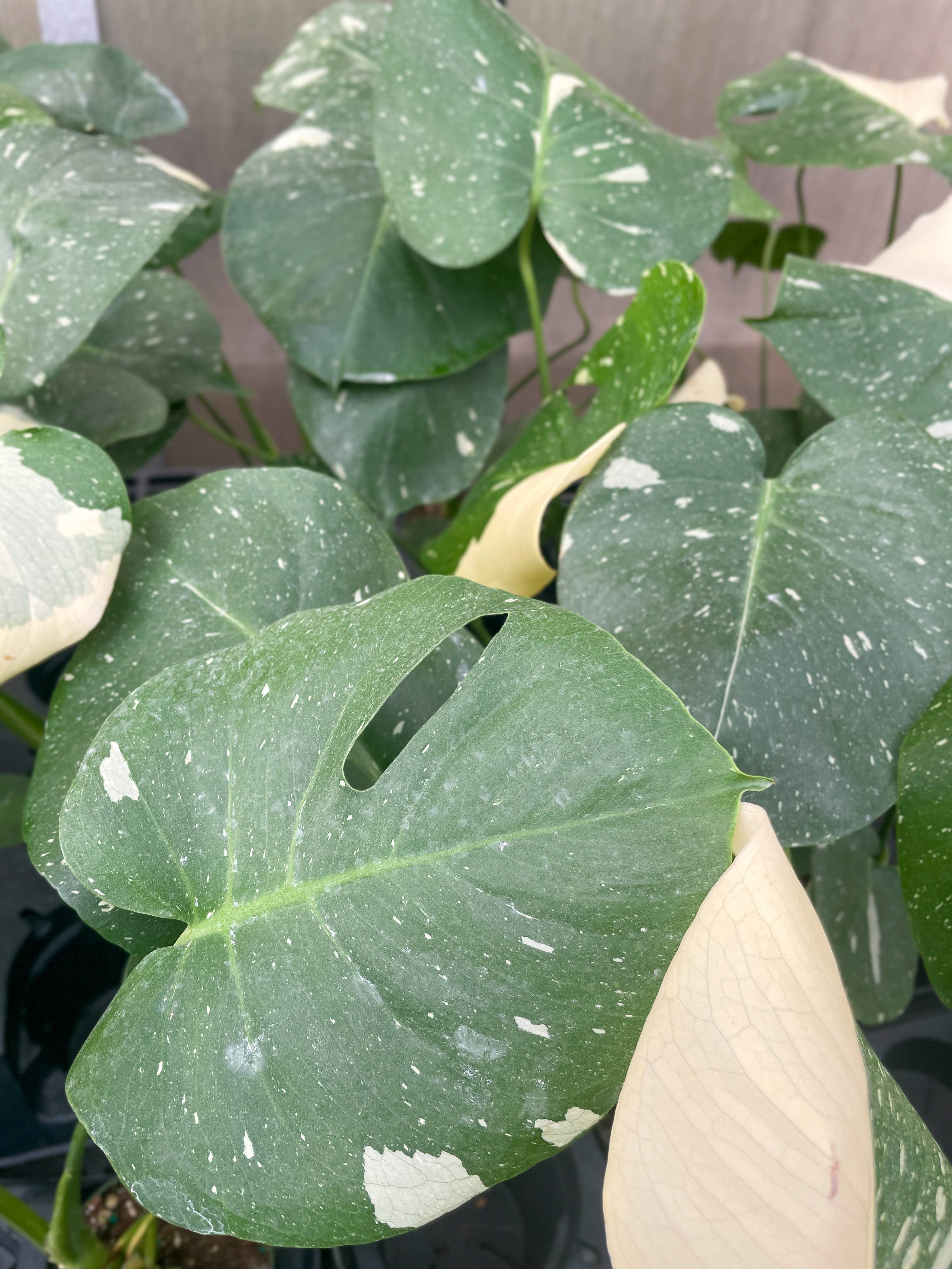 Thorsen's Greenhouse - Wholesale Live Plant - Thai Constellation Monstera - 4" Live Plant - Rare6