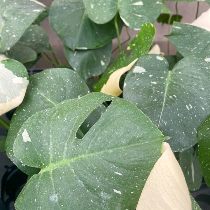 Thorsen's Greenhouse - Wholesale Live Plant - Thai Constellation Monstera - 4" Live Plant - Rare6