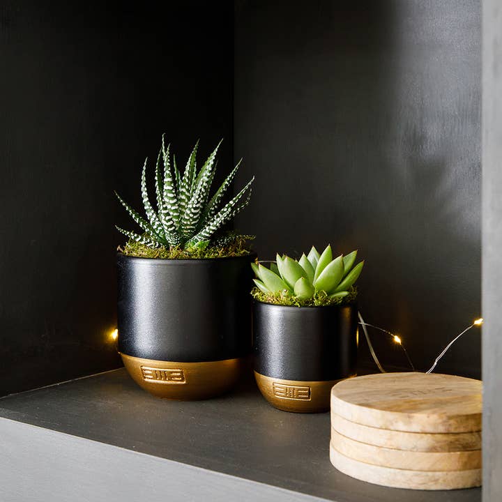 The Little Botanical - Wholesale Live Plant - Haworthia in Ceramic Pot for Indoor Décor33