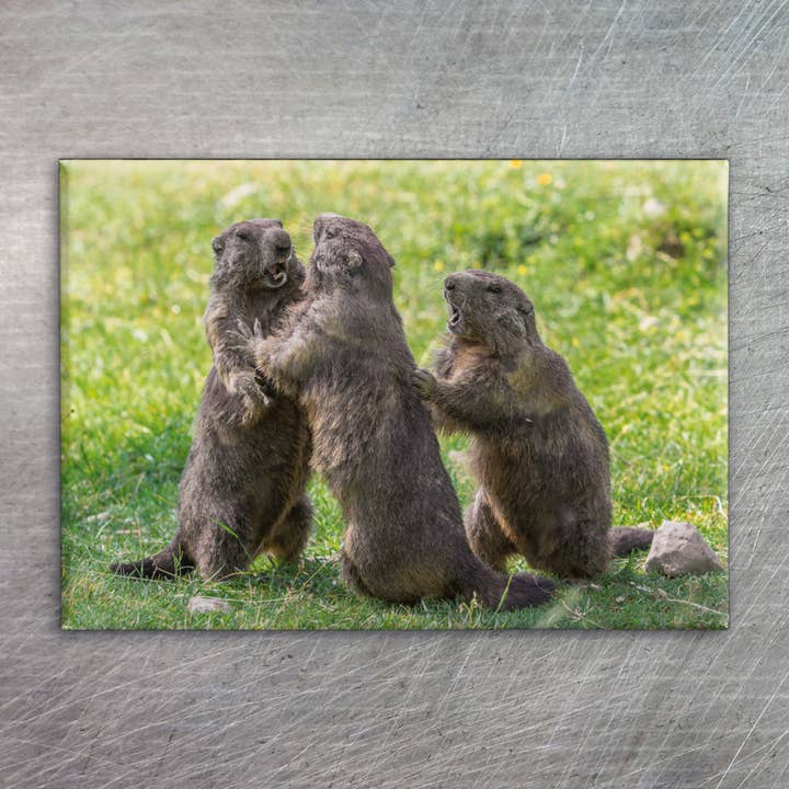 Aimant photo Eye7005 Groundhog Trio Groundhog pour la vente par eye-comm