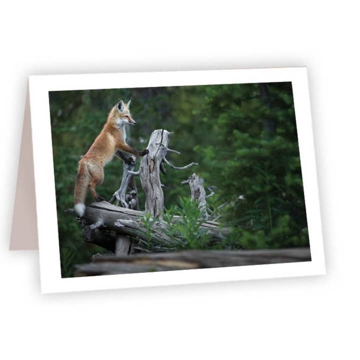 Nature and Wildlife Cards - Fox on Log for wholesale by Ahava River Cards, Books & Decor