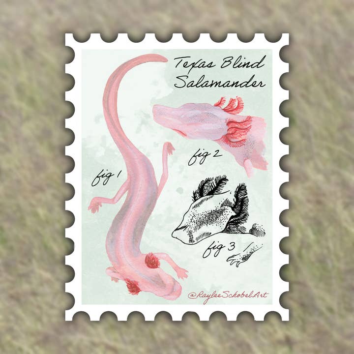 Texas Blind Salamander Vinyl Sticker #2 for wholesale by Raylee Schobel