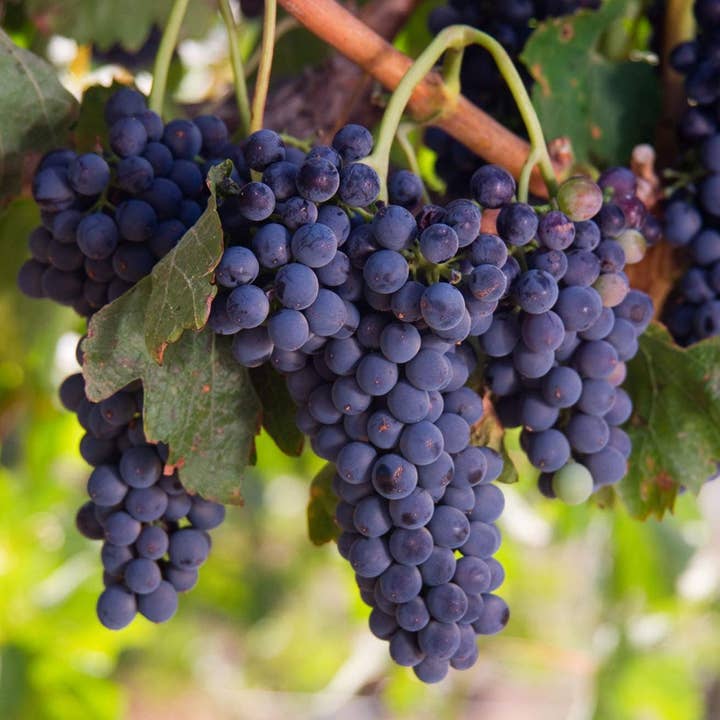 Food To Live - Wholesale Dried/Dehydrated Fruit - California Organic Raisins – Thompson Seedless Select, Raw5