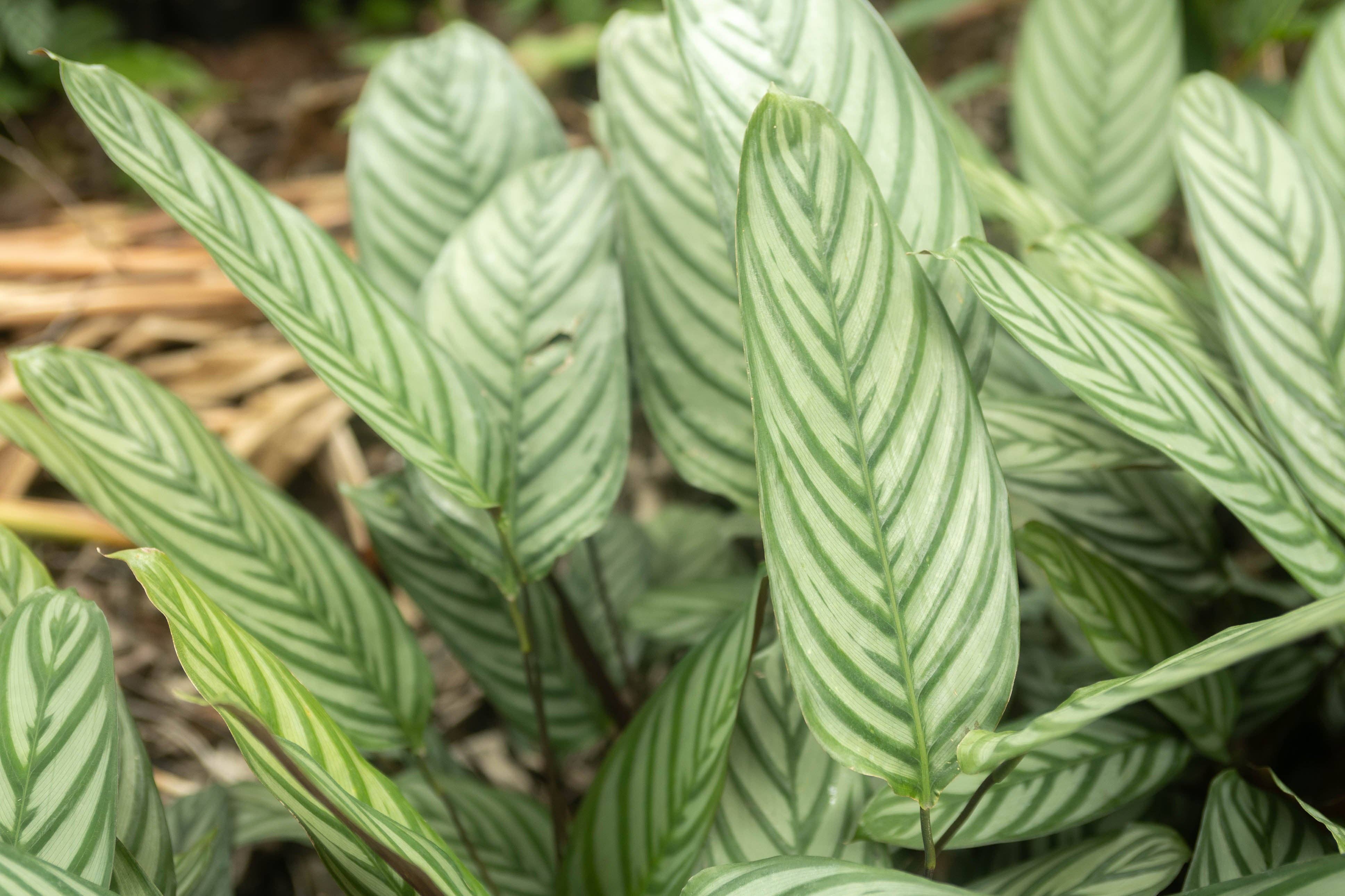 Air Plant Shop - Wholesale Live Plant - Calathea 'Prayer Plants' Anulque Fresh Rooted Cuttings0