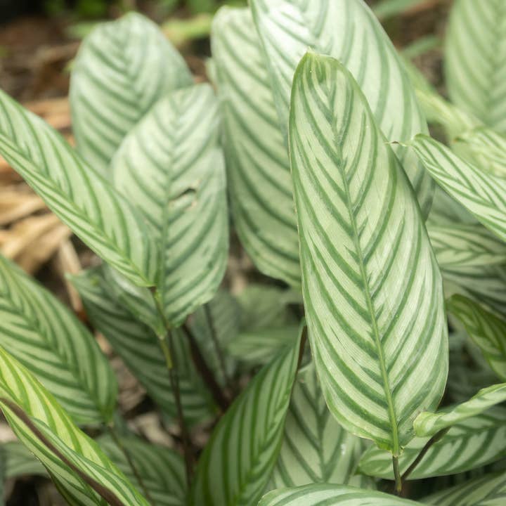 Air Plant Shop - Wholesale Live Plant - Calathea 'Prayer Plants' Anulque Fresh Rooted Cuttings