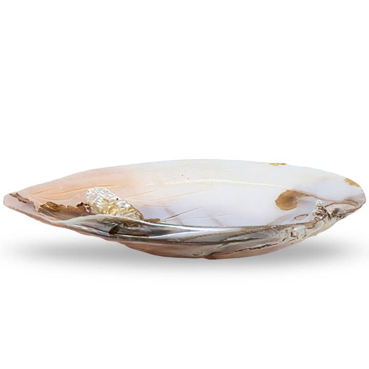 Scrudging - Carapace d'ormeau australien pour la vente par Arômes & Évasions (Cayves Wholesale)