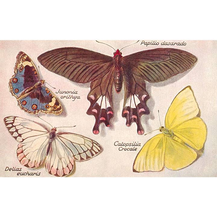 Postcard IS-39 Varieties of Butterfly for wholesale by Found Image Press