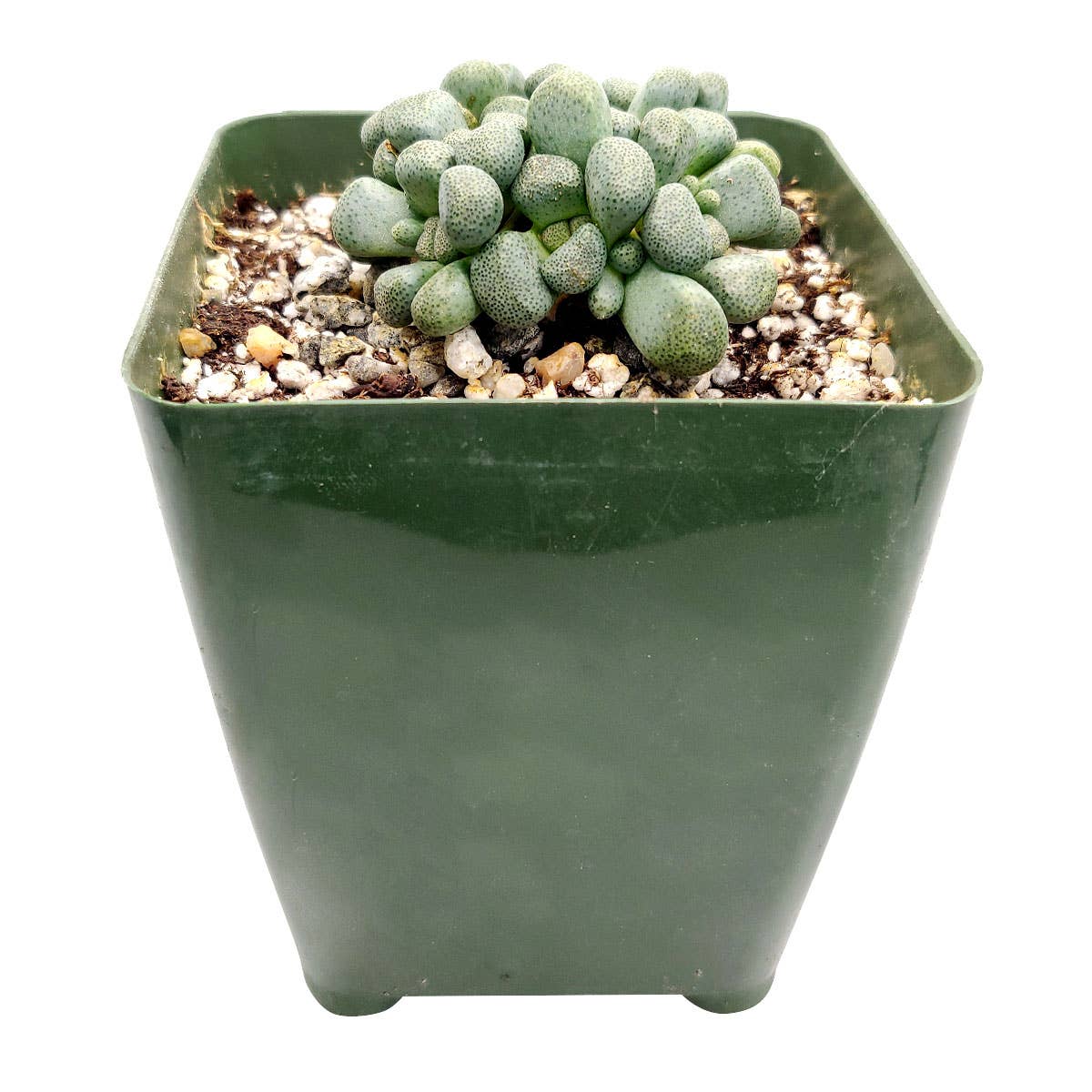 Best Plant Friend - Wholesale Succulent - Aloinopsis Schooneesii - Rare Live Succulents 3 inch Pot3