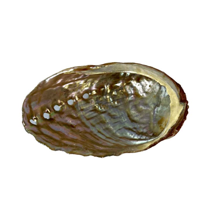Down To Earth - Wholesale Smudge Plate - One Sided Polished Abalone Smudging Shell