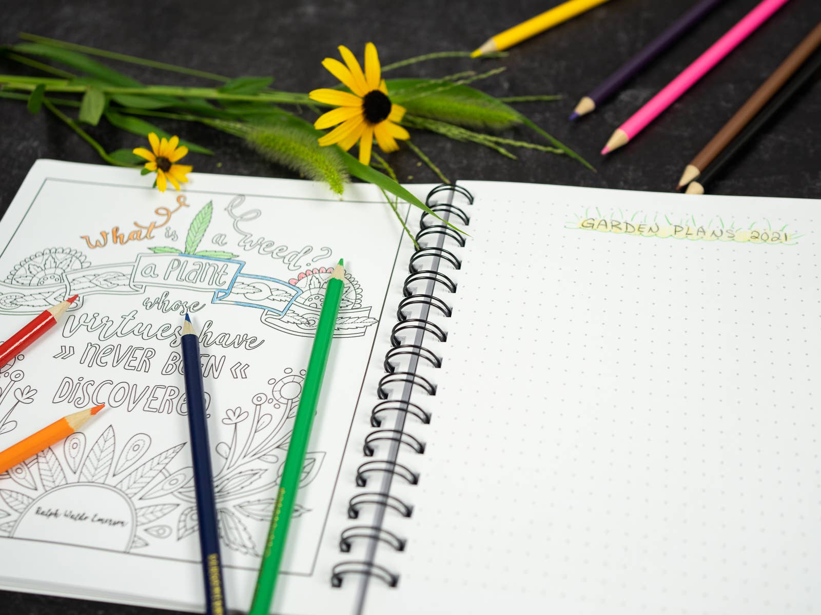 Denali & Co. – Großhandel Mal- & Aktivitätsbuch – Erwachsene – Ermutigungen: Malbuch-Notizbuch6