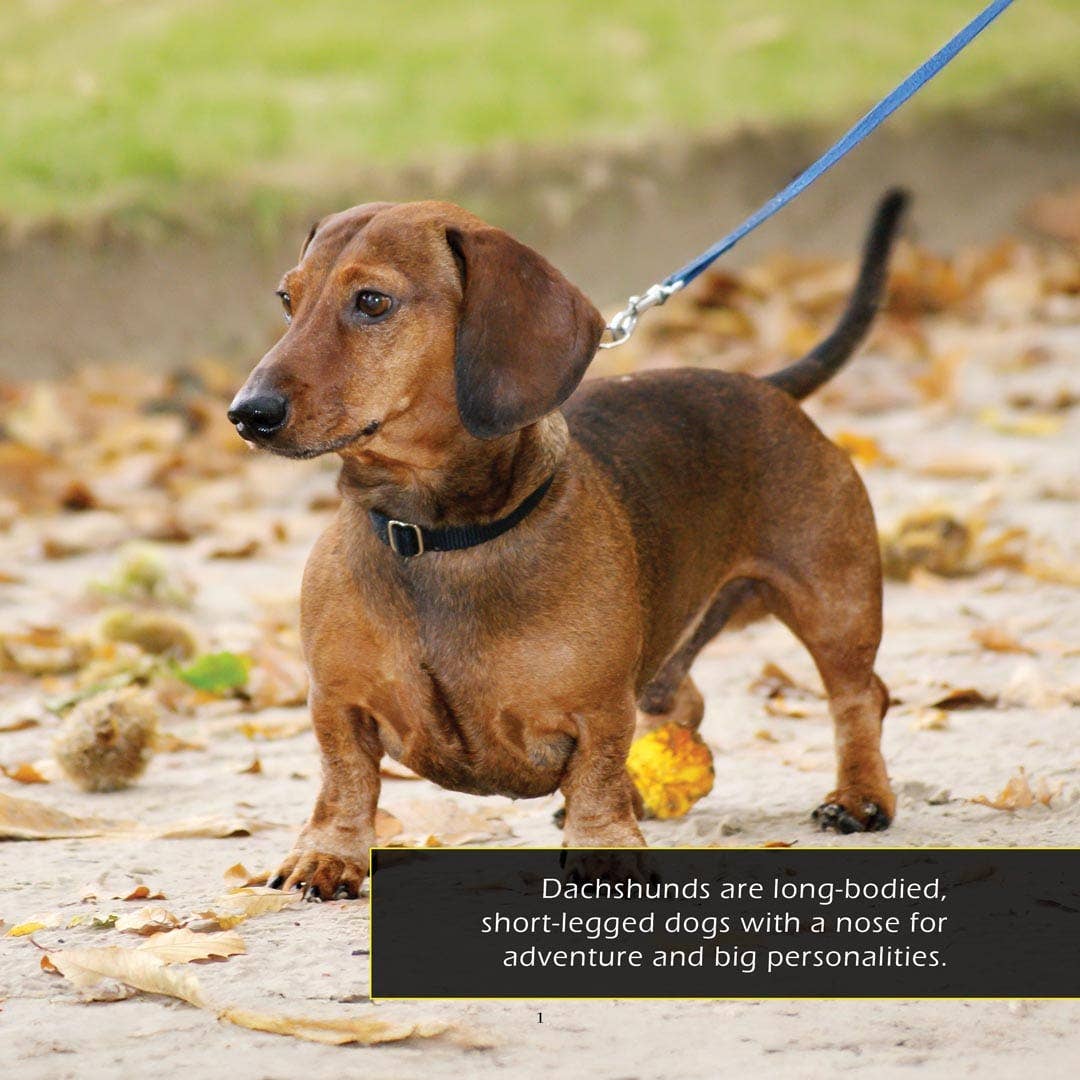 My Incredible World - Wholesale Pets - Dachshunds! A My Incredible World Picture Book for Children1
