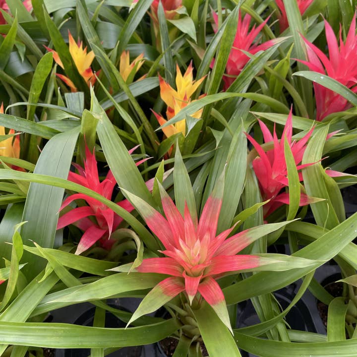 Thorsen's Greenhouse - Wholesale Live Plant - Bromeliad Guzmania- 4" Live Plant - Assorted9